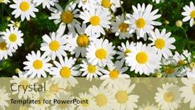  Presentation with daisy - 