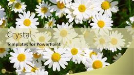  Presentation with daisy - 