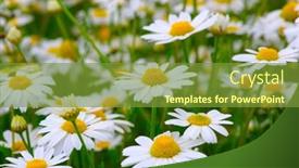  Presentation with daisy - 