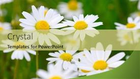  Presentation with daisy - 