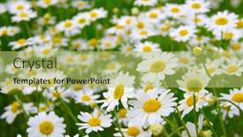  Presentation with daisy - 