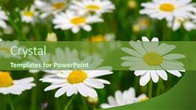  Presentation with daisy - 