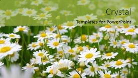  Presentation with daisy - 