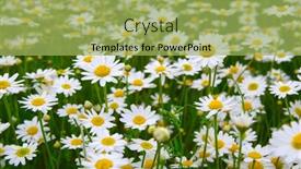  Presentation with daisy - 