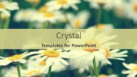  Presentation with daisy - Presentation design having white-daisy-on-green-field background and a blonde colored foreground