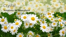  Presentation with daisy - Audience pleasing slide set consisting of white-daisy-on-green-field backdrop and a soft green colored foreground