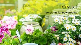  Presentation with retail store - Slide set consisting of white-daisy-potted-flower background and a yellow colored foreground