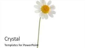  Presentation with stem - Slides consisting of white daisy with stem background and a white colored foreground
