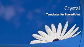  Presentation with daisy - 