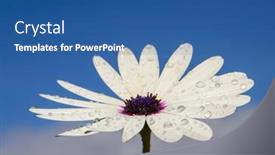  Presentation with daisy - 