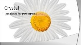  Presentation with daisy - Theme consisting of white daisy background and a white colored foreground
