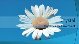  Presentation with daisy - 