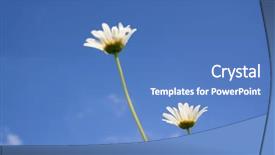  Presentation with white dove clouds - Slides enhanced with white daisywheels on celestial background background and a  colored foreground