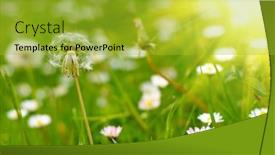  Presentation with dandelion - Cool new PPT theme with white dandelion and daisies backdrop and a gold colored foreground