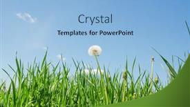  Presentation with dandelion - Slide set featuring white dandelion in green grass and blue sky over it background and a light blue colored foreground