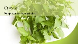  Presentation with nettle - Beautiful presentation design featuring white dead nettle isolated on white background backdrop and a yellow colored foreground