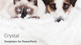  Presentation with snow cat - Presentation theme featuring white-dog-and-gray-cat background and a white colored foreground