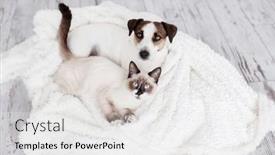  Presentation with snow cat - Slide set consisting of white-dog-and-gray-cat background and a white colored foreground