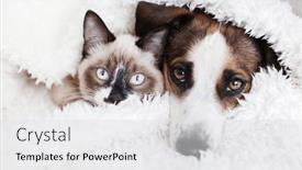  Presentation with snow cat - Presentation theme having white-dog-and-gray-cat background and a light gray colored foreground