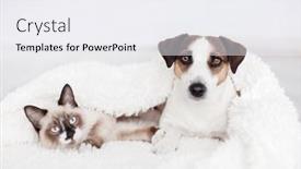  Presentation with snow cat - PPT theme enhanced with white-dog-and-gray-cat background and a white colored foreground