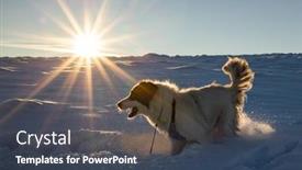  Presentation with pets - PPT theme consisting of white-dog-having-fun background and a tawny brown colored foreground