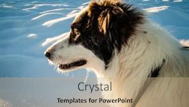  Presentation with pets - Cool new slide deck with white-dog-having-fun backdrop and a coral colored foreground