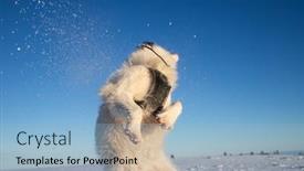  Presentation with pets - PPT theme having white-dog-having-fun background and a light blue colored foreground