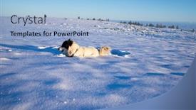  Presentation with pets - Slide set enhanced with white-dog-having-fun background and a light blue colored foreground