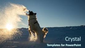  Presentation with pets - Presentation theme consisting of white-dog-having-fun background and a ocean colored foreground
