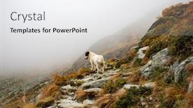  Presentation with foggy - Audience pleasing theme consisting of white-dog-in-foggy-mountains backdrop and a white colored foreground