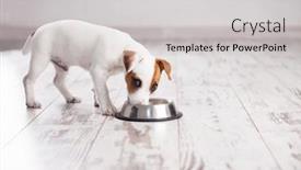  Presentation with dog food - Presentation theme enhanced with white-dog-jack-russell-terrier background and a light gray colored foreground