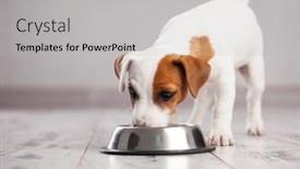  Presentation with dog food - Presentation design with white-dog-jack-russell-terrier background and a light gray colored foreground