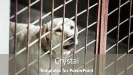  Presentation with cage - Beautiful slides featuring enclosure - white dog locked backdrop and a gray colored foreground