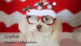  Presentation with quilt - Amazing PPT layouts having white dog pose while wearing backdrop and a soft green colored foreground