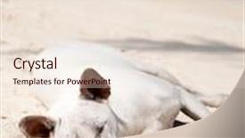  Presentation with sleeping - Colorful PPT layouts enhanced with white-dog-sleeping backdrop and a lemonade colored foreground