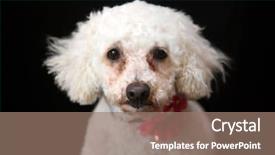  Presentation with rescue - Audience pleasing theme consisting of white dog small white dog backdrop and a coral colored foreground