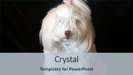  Presentation with black white program - Cool new slides with white dog small white dog backdrop and a lemonade colored foreground