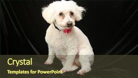  Presentation with award in black and white - Theme enhanced with white dog small white dog background and a tawny brown colored foreground