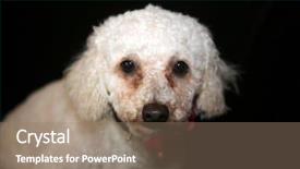  Presentation with dog - Beautiful theme featuring white dog small white dog backdrop and a coral colored foreground