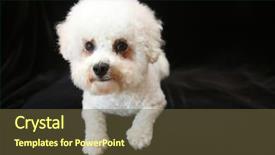  Presentation with white black grafitti - PPT layouts with white dog small white dog background and a tawny brown colored foreground