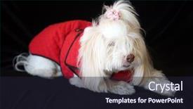  Presentation with white black grafitti - Colorful slide deck enhanced with white dog small white dog backdrop and a wine colored foreground