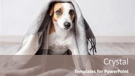  Presentation with pet - PPT theme featuring white-dog-with-peeks-out background and a  colored foreground