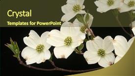  Presentation with dogwood - Audience pleasing presentation consisting of white dogwood blossoms backdrop and a tawny brown colored foreground