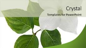  Presentation with dogwood - Slides featuring white dogwood flower isolated background and a soft green colored foreground
