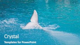  Presentation with blue water - Audience pleasing slides consisting of white dolphin tail in blue backdrop and a teal colored foreground