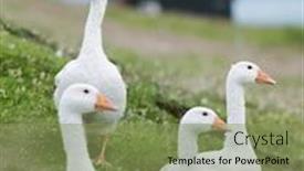  Presentation with green house - Presentation design consisting of white domestic geese on green grass pasture near tradicional faroese black house faroe islands denmark background and a seafoam green colored foreground