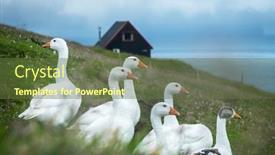 Presentation with green house - PPT layouts featuring white-domestic-geese-on-green background and a tawny brown colored foreground