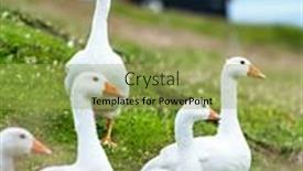  Presentation with geese - Slide deck having white-domestic-geese-on-green background and a yellow colored foreground