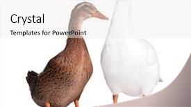  Presentation with duck - Cool new presentation theme with white domestic goose and duck backdrop and a white colored foreground