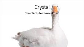  Presentation with gender and domestic violence - Slides enhanced with white domestic goose isolated background and a white colored foreground